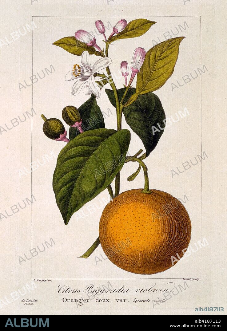 Sweet Orange: Citrus sinensis var: Bigaradia violacea,  illustration from 'Flore des jardiniers, amateurs et manufacturiers: D'après les dessins de Bessa. Extraits de l'Herbier de l'amateur.', pub. 1836 (hand coloured engraving).  these oranges called 'bigarades' are still very popular in France.