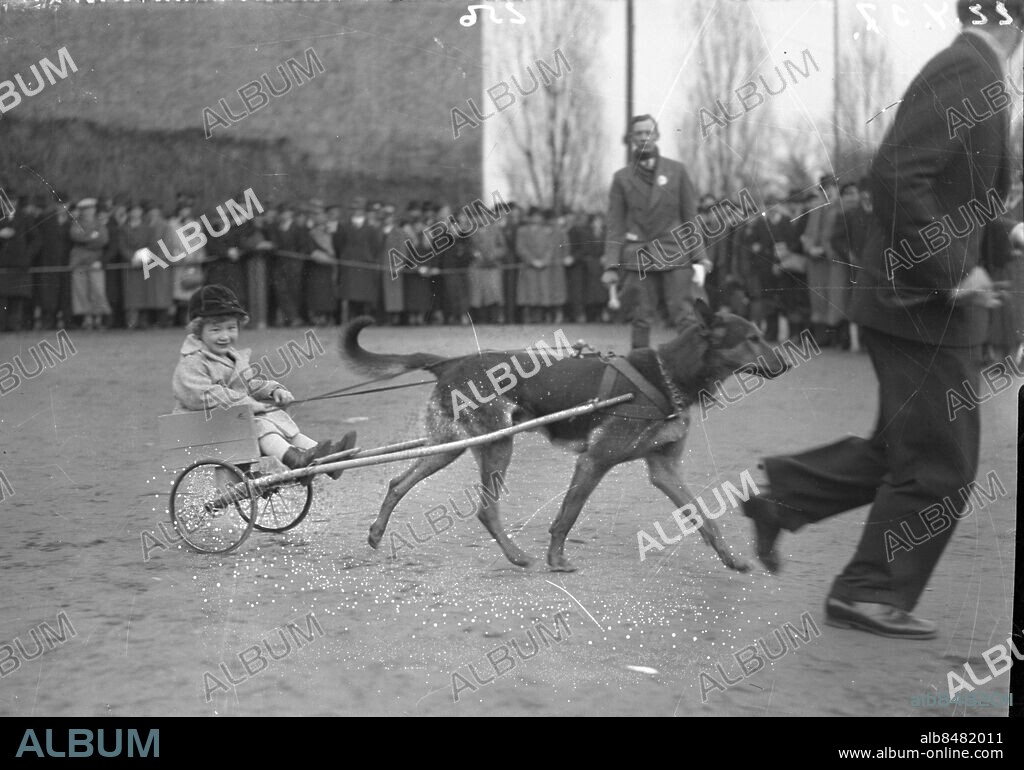 GÖTEBORG 1937-04-22.. Kapplöpning med hund - vovven är spänd framför en liten sulky där uti ett litet barn sitter. *** Local Caption *** GT Låda 1937-april-02 Foto: Kamerareportage / TT / Kod: 2524.