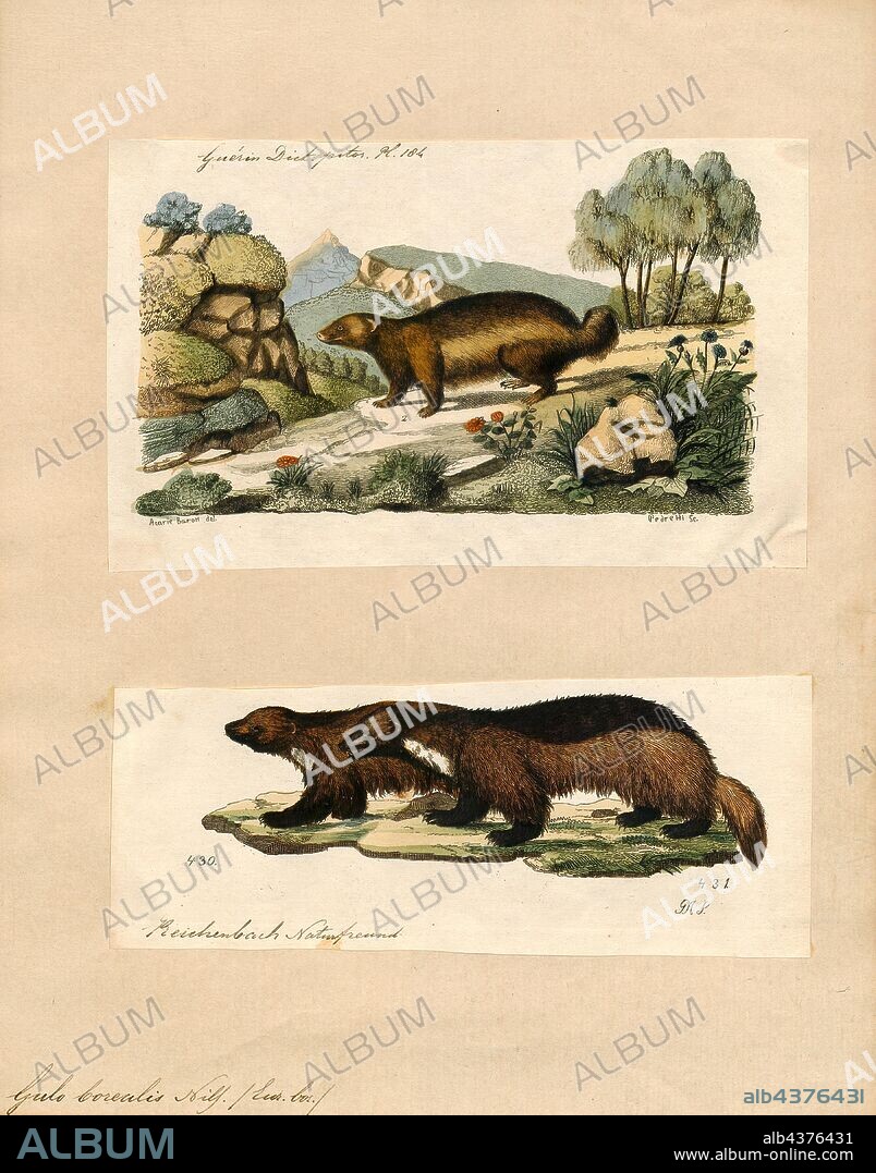 Gulo borealis, Print, Gulo is a genus of carnivoran mammals in the family Mustelidae. It contains one extant species, the wolverine (G. gulo), as well as several extinct ones. Fossil evidence suggests that this genus appeared in North America and later spread to Eurasia during the Pliocene. Diagnostic traits include a strongly reduced P2, a robust P4 with three roots, and upper molars smaller than in other gulonines. Overall, the teeth are adapted for hypercarnivory., 1700-1880.