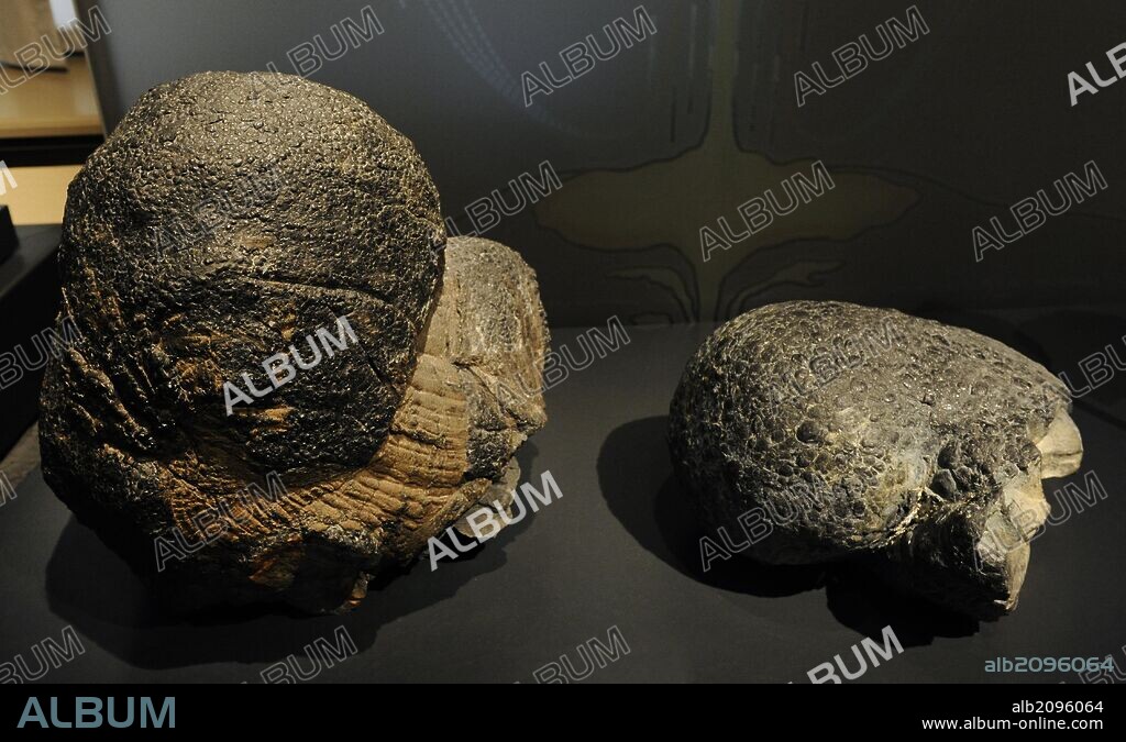 Lava acojinada o almohadillada. Tipo de lava que ocurre en forma de cojines o sacos que se forman cuando lava es extruida al fondo de un océano, lago profundo o una cavidad llena de agua dentro de un glaciar. Generalmente están compuestas de basalto. Ejemplares procedentes del Oceano Pacífico. Museum fur Naturkunde. Berlin. Alemania. Europa.