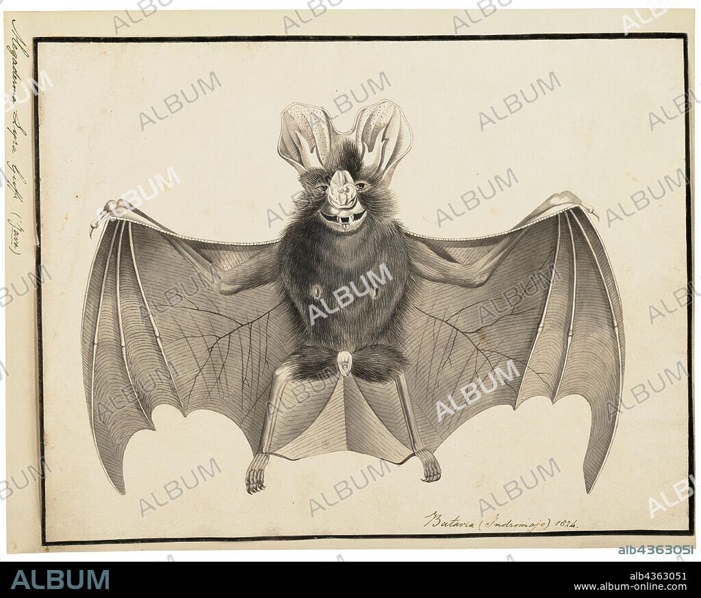 Megaderma lyra, Print, The greater false vampire bat (Megaderma lyra) is a species of bat in the family Megadermatidae, the false vampire bats. It is native to Asia. It is also known as the Indian false vampire bat or greater false-vampire, 1700-1880.