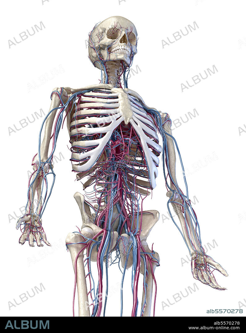 3D illustration of human skeleton with cardiovascular system. Perspective view of three quarter length upper body, front view on white background.