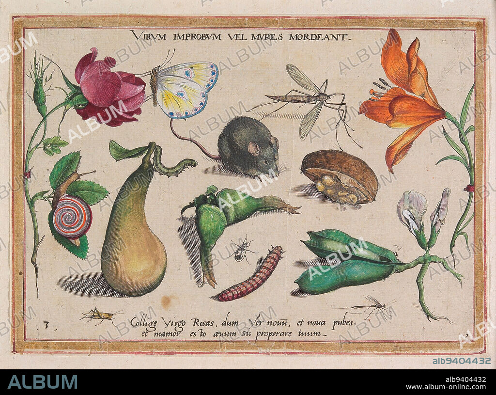 Virum Improbum vel Mures Mordeant, 1592, Jacob Hoefnagel; Artist: after Joris Hoefnagel, Flemish, 1575 - 1630, 6 1/4 x 8 3/4 in. (15.88 x 22.23 cm) (plate), Hand-colored engraving, with gold leaf borders, Belgium, 16th century.