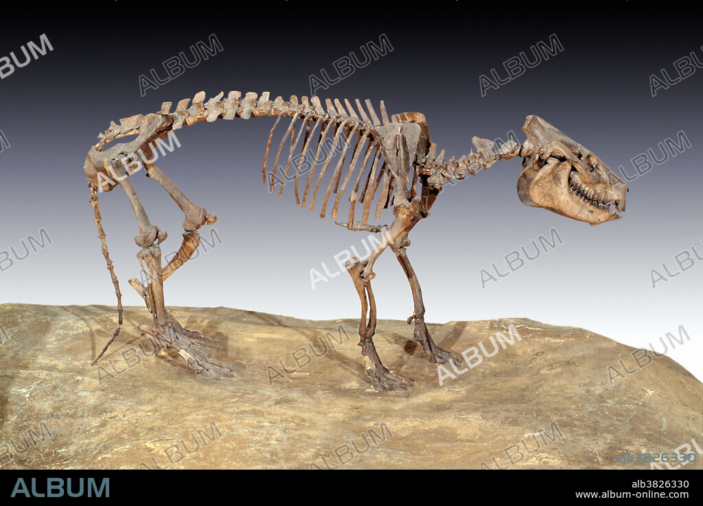 Oreodont Skeleton