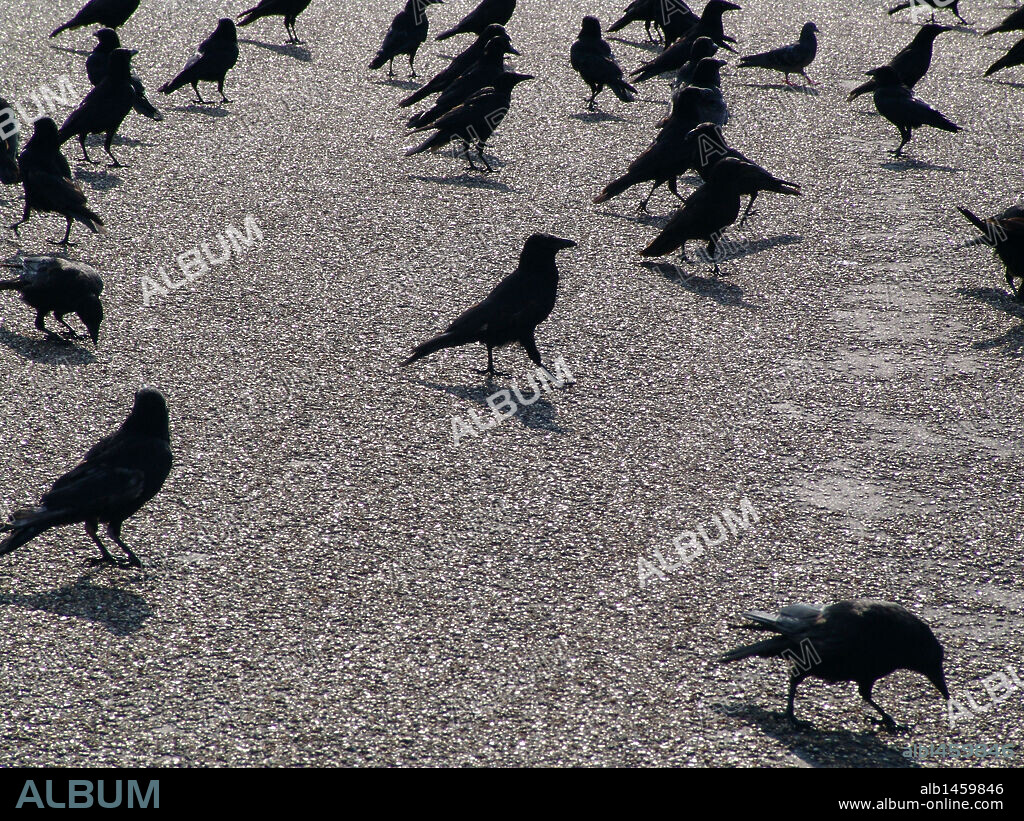 CUERVO (Corvus corax). Ave paseriforme de la familia de los córvidos.