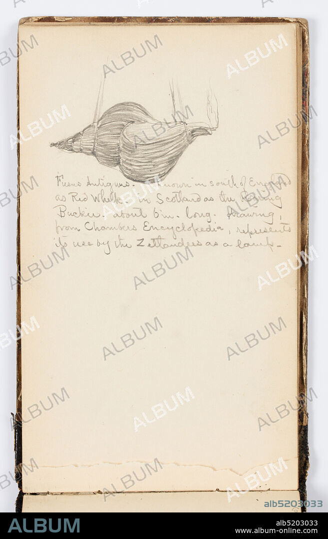 Sketchbook Page: Red Whelk, Kenyon Cox, American, 18561919, Graphite on paper, Drawing from an encyclopedia. Sketch of large shell used as a lamp., USA, 1875, albums (bound) & books, Sketchbook folio, Sketchbook folio.
