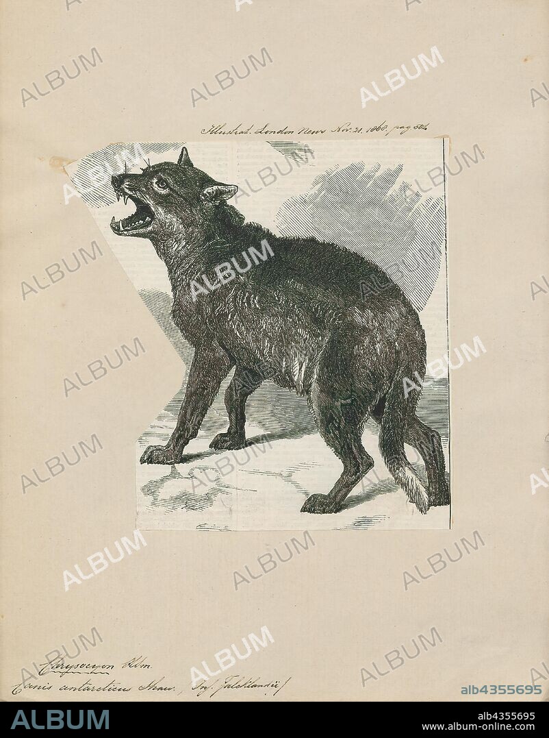Canis antarcticus, Print, Canis is a genus of the Canidae containing multiple extant species, such as wolves, coyotes and jackals. Species of this genus are distinguished by their moderate to large size, their massive, well-developed skulls and dentition, long legs, and comparatively short ears and tails., 1868.