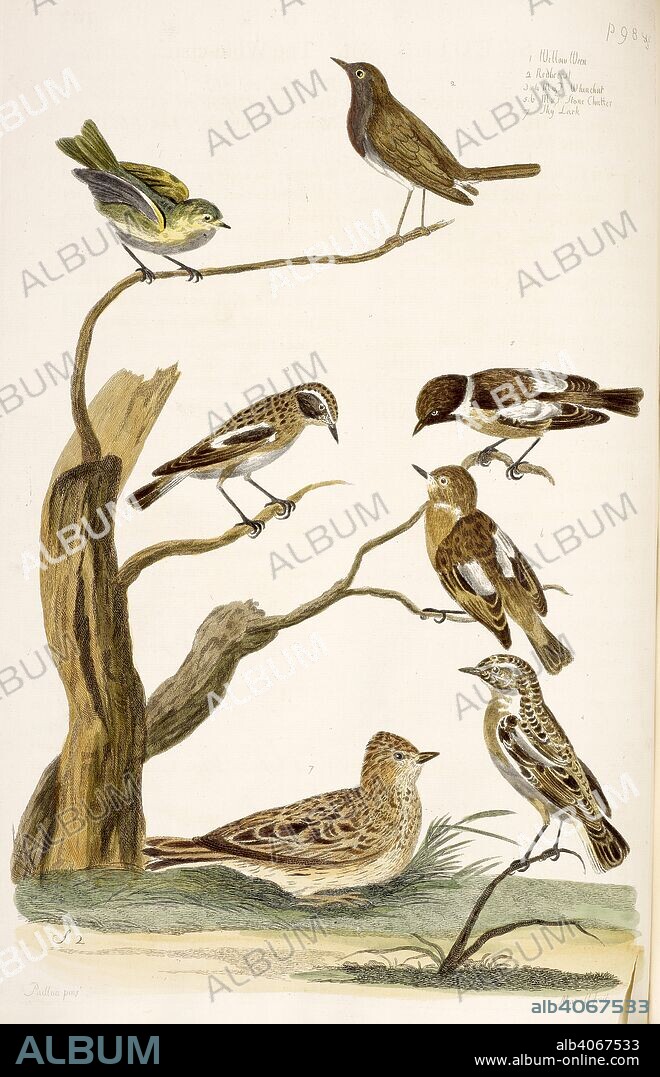 THOMAS PENNANT, P MAZELL and P PAILLOU. Willow Wren. The British Zoology. T. Pennant; London, 1766. Source: 459.g.1, opposite 103.