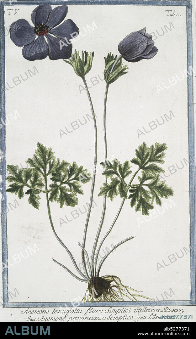 Anemone tenuifolia flore Simplici violacco = Anemone pavonazzo Semplice = L'Anemone. Purple Anymone, still image, 1772 - 1793, Bonelli, Giorgio (b. 1724), Martelli, Niccoló (1735-1829).