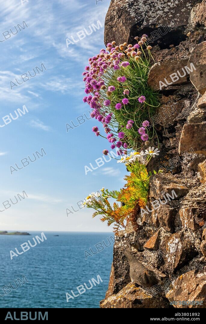 Native flowers grow amongst and within the stone wall ruins of the Dunluce Castle, in County Antrim, Northern Ireland.
