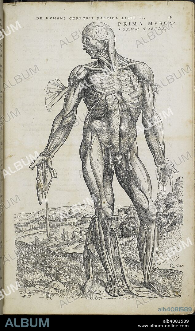 ANDREAS VESALIUS. Anatomical drawing showing the primary muscles. Andreae Vesalii de humani corporis fabrica libri septem. BasileÃ¦ : ex officina Joannis Oporini, 1543. Source: C.54.k.12 page 181.