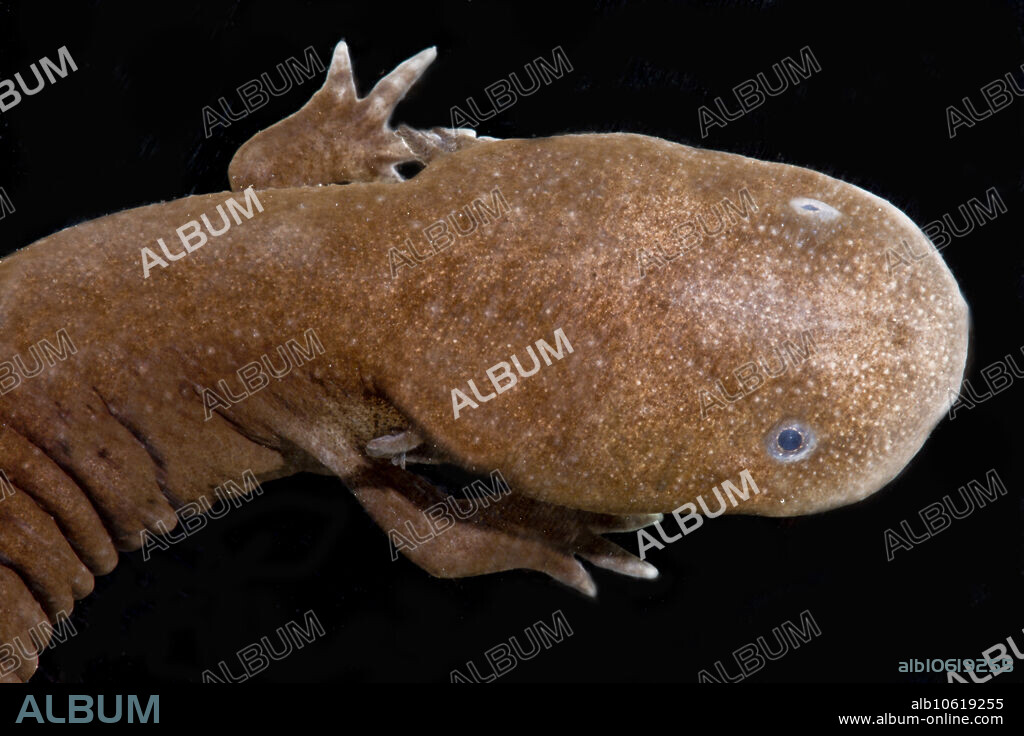 A Japanese Giant Salamander (Andrias japonicus). These magnificent creatures are among the largest living amphibians still on Earth - they can grow to lengths approaching 1.3 meters (over 4 feet). In spite of the fact that they are an ancient lineage and have been around for millions of years, they are facing real issues in the wild including small dams. Dams limit the ability of individuals to move around the impoundments. This has the net effect of isolating portions of a population, either above or below the dams. Streams and rivers across the range of this species have many dams. Smaller, isolated populations tend to have a reduced probability of survival through time owing to a reduction of genetic diversity. Photo taken in Hyogo Prefecture, Japan, 2015, courtesy of the Hanzaki Institute and Sumio Okada.