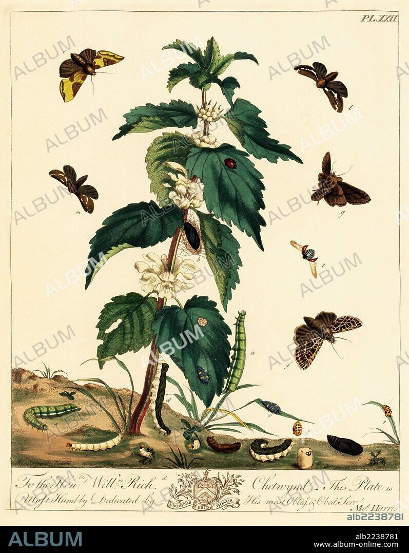 Burnished brass moth, Diachrysia chrysitis, dark gothic, Naenia typica, orange swift, Triodia sylvina, and seven spotted ladybird, Coccinella septempunctata, on a stinging nettle plant, Urtica dioica. Handcoloured lithograph after an illustration by Moses Harris from "The Aurelian; a Natural History of English Moths and Butterflies," new edition edited by J. O. Westwood, published by Henry Bohn, London, 1840.