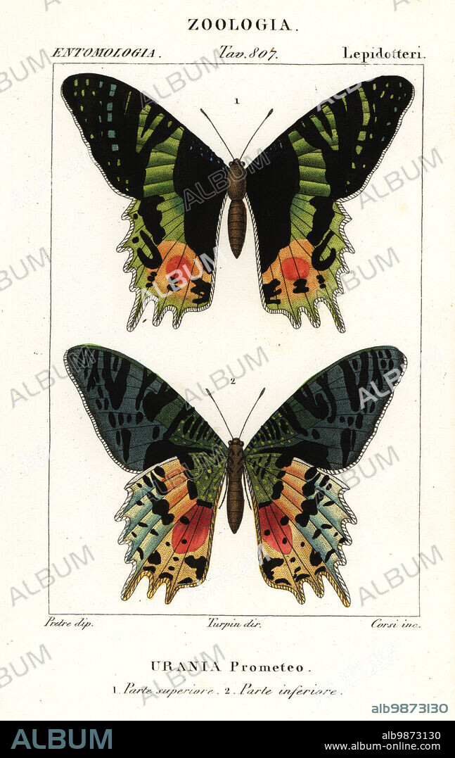 East African sunset moth, Chrysiridia croesus. (Labeled as Prometheus sunset moth, Chrysiridia prometheus, Urania prometheus Urania prometeo). Handcoloured copperplate stipple engraving from Antoine Laurent de Jussieu's Dizionario delle Scienze Naturali, Dictionary of Natural Science, Florence, Italy, 1837. Illustration engraved by Corsi, drawn by Jean Gabriel Pretre and directed by Pierre Jean-Francois Turpin, and published by Batelli e Figli. Turpin (1775-1840) is considered one of the greatest French botanical illustrators of the 19th century.