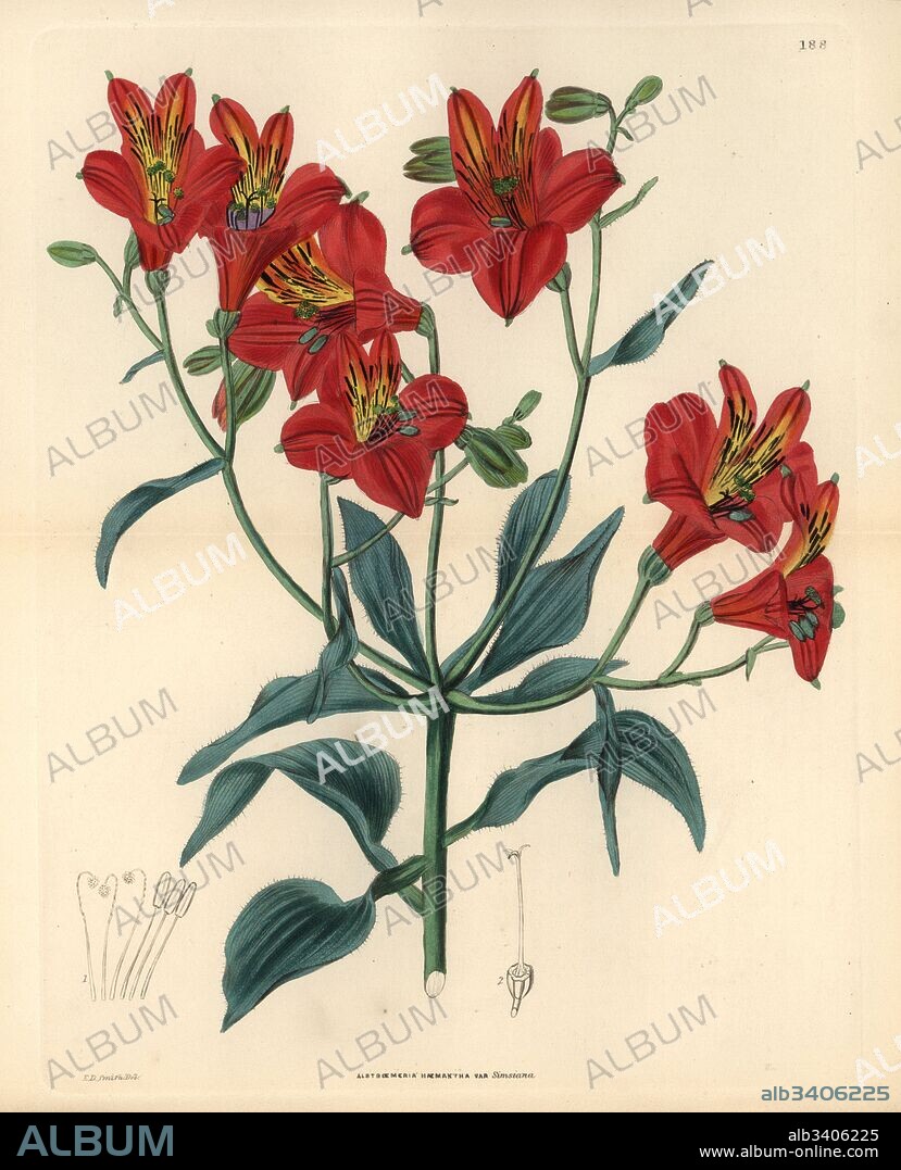 Sims' Peruvian lily, Alstroemeria ligtu subsp. simsii (Sims' crimson alstroemeria, Alstroemeria haemantha var. simsiana). Handcoloured copperplate engraving by Weddell after Edwin Dalton Smith from John Lindley and Robert Sweet's Ornamental Flower Garden and Shrubbery, G. Willis, London, 1854.