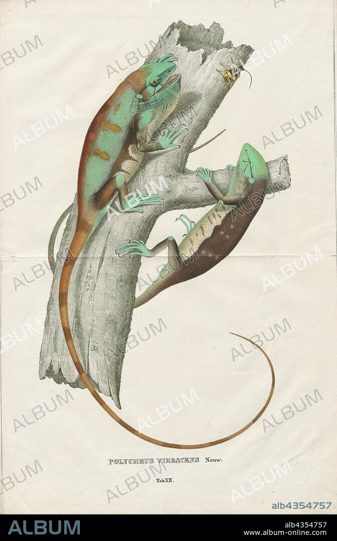 Polychrus marmoratus, Print, Polychrus marmoratus or many-colored bush anole is a species of bush anole. It is also commonly referred to as the monkey lizard due to its slow movement. The lizard has many predators, including spiders and primates., 1700-1880.