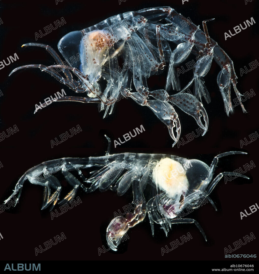 Barrel Rollers are amphipods. Amphipods are crustaceans that are related to crabs, shrimp, lobsters, etc. The amphipod genus here is Phronima. These crustaceans range from two or three centimeters in total length to less than a cm - depending on the species. They have beautiful compound eyes. These creatures also have interesting reproductive behavior. Female barrel rollers search the ocean currents for an appropriately sized gelatinous creature (eg, siphonophore, jellyfish, pyrosome, or salp). Once she gets what she wants, she crawls inside the gelatinous creature, carves it into a specific shape, and hollows it out - killing it in the process. She carves the body into a rounded tube with a clear passage inside of it  think of a short, fat, and stubby cigar with a hollow center. The name barrel roller comes from observations of these amphipods living inside the rounded and carved bodies of whatever gelatinous creature was used to build the barrel. But the story doesn't end there.