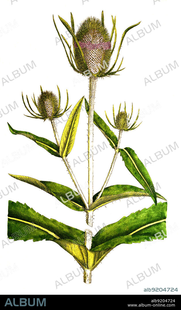 Wilde Karde, Dipsacus fullonum, Syn: Dipsacus sylvestris / Dipsacus fullonum, syn. Dipsacus sylvestris, is a species of flowering plant known by the common names wild teasel or fuller's teasel, historical, digital improved reproduction of an original from the 19th century / digital restaurierte Reproduktion einer Originalvorlage aus dem 19. Jahrhundert, genaues Originaldatum nicht bekannt.