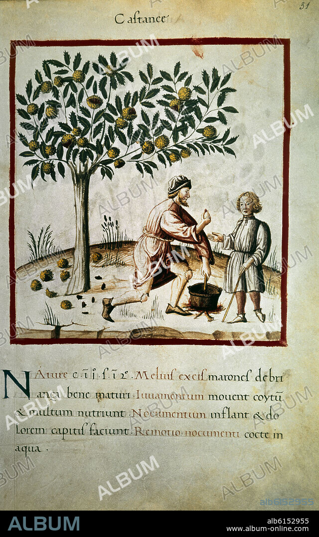 UBUBEHASYM BALDACH. FACSIMIL DEL THEATRUM SANITATIS - MANUSCRITO DE MEDICINA - LAS CASTAÑAS Y SUS PROPIEDADES - SIGLO XIV-XV.