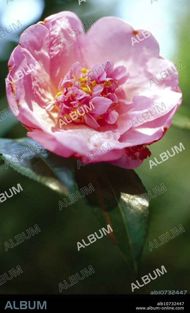Japanese Camellia (Camellia japonica).