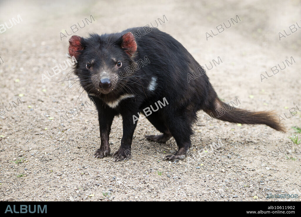 Tasmanian devil (Sarcophilus harrisii), a carnivorous marsupial native to Tasmania. Tasmanian Devils are listed by the IUCN as endangered. Devil facial tumour disease (DFTD) is an aggressive non-viral transmissible parasitic cancer among Tasmanian devils that has caused a steep population decline.