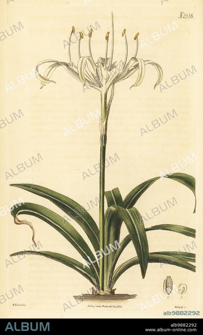 Rain flower, One-flowered pancratium or sea-daffodil, Pancratium zeylanicum. Native to Ceylon, Sri Lanka, India, drawn at the stove at Spofforth. Handcoloured copperplate engraving by Weddell after a botanical illustration by William Herbert from William Curtis's Botanical Magazine, Samuel Curtis, London, 1825.