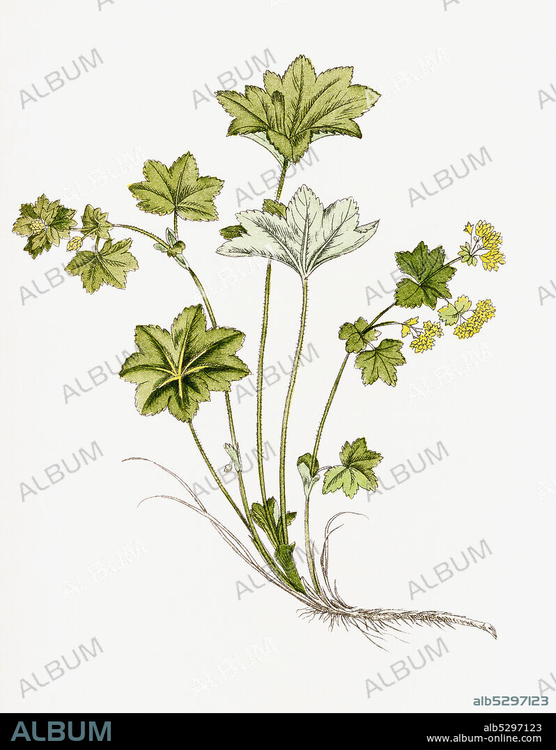 Medicinal plant, Alchemilla vulgaris, common lady's mantle  /  Heilpflanze, Spitzlappiger Frauenmantel, Alchemilla vulgaris, Gemeiner Frauenmantel oder Gewöhnlicher Frauenmantel, Historisch, historical, digital improved reproduction of an original from the 19th century / digitale Reproduktion einer Originalvorlage aus dem 19. Jahrhundert.
