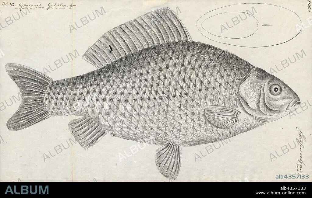 Carassius vulgaris var. gibelio, Print, Carassius is a genus in the ray-finned fish family Cyprinidae. Most species in this genus are commonly known as crucian carps, though this term often specifically refers to C. carassius. The most well known is the goldfish (C. auratus). They have a Eurasian distribution, apparently originating further to the west than the typical carps (Cyprinus), which include the common carp (C. carpio)., 1774-1804.