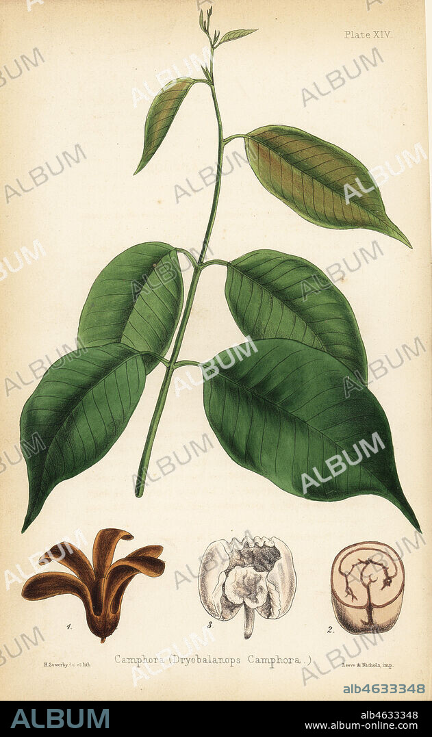 Camphora or camphor tree, Dryobalanops aromatica (Dryobalanops camphora). Critically endangered. Handcoloured illustration drawn and lithographed by Henry Sowerby from Edward Hamilton's Flora Homeopathica, Bailliere, London, 1852.