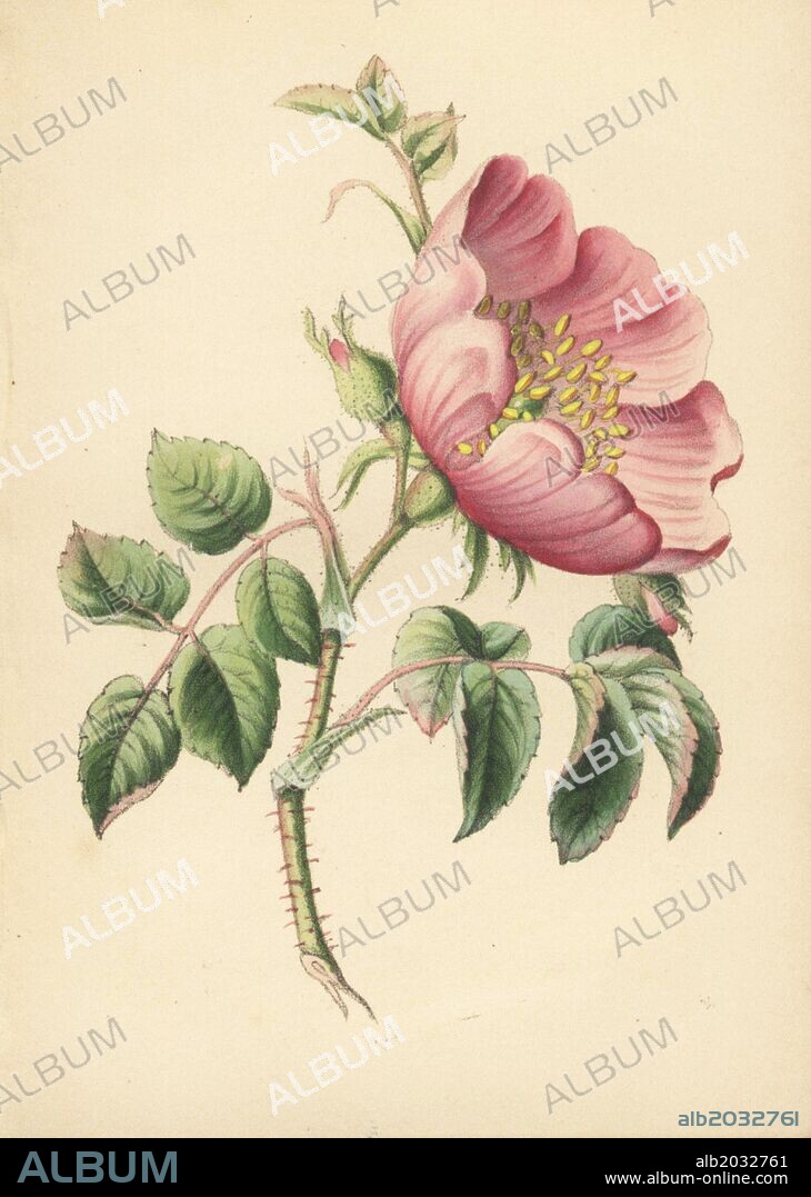 Dog rose, Rosa canina, from Robert Tyas' "Queen of Flowers, or Memoirs of the Rose," London, 1840. Unsigned handcoloured lithograph, but probably by James Andrews. Little is known about the artist James Andrews (1801~1876) apart from his work. This gifted artist taught flower-painting to young ladies and published a treatise "Lessons in Flower Painting" in 1835. Blunt calls him "an illustrator of sentimental flower books," but admits that he was "very talented." His signature JA can be found in many botanical gift books for publisher Robert Tyas from "The Sentiment of Flowers" (1836) to "Flowers from Foreign Lands" (1853).