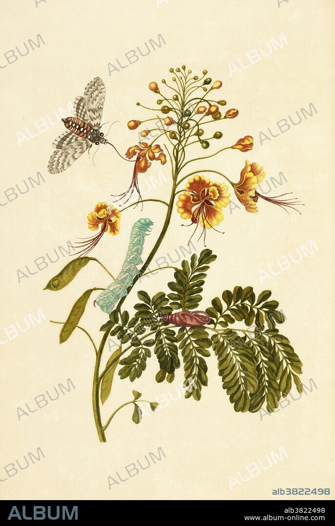 Tobacco Hawk Moth Metamorphosis, Flower