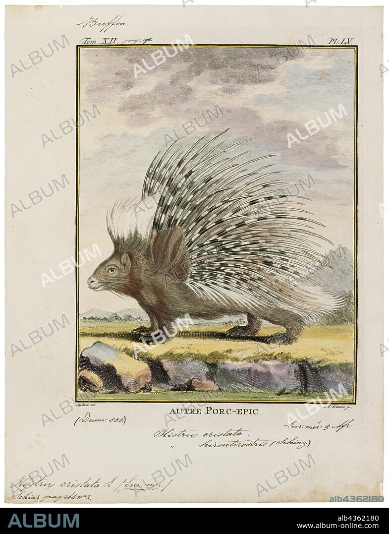 Hystrix cristata, Print, The crested porcupine (Hystrix cristata) is a species of rodent in the family Hystricidae found in Italy, North Africa, and sub-Saharan Africa., 1700-1880.