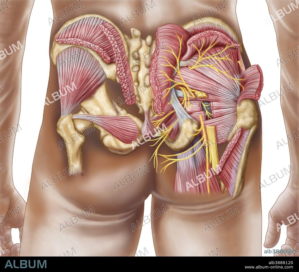 Anatomy of the gluteal muscles in the human buttocks.