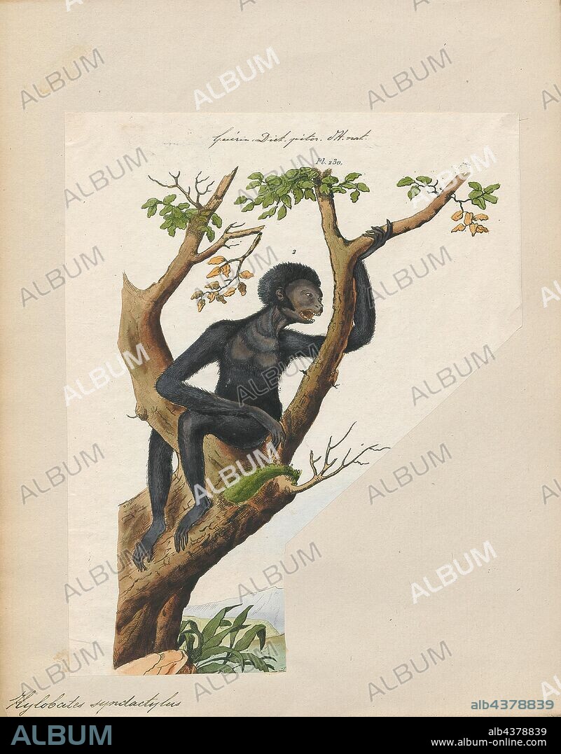 Hylobates syndactylus, Print, The siamang (Symphalangus syndactylus) is an arboreal black-furred gibbon native to the forests of Indonesia, Malaysia and Thailand. The largest of the gibbons, the siamang can be twice the size of other gibbons, reaching 1 m in height, and weighing up to 14 kg. The siamang is the only species in the genus Symphalangus., 1700-1880.