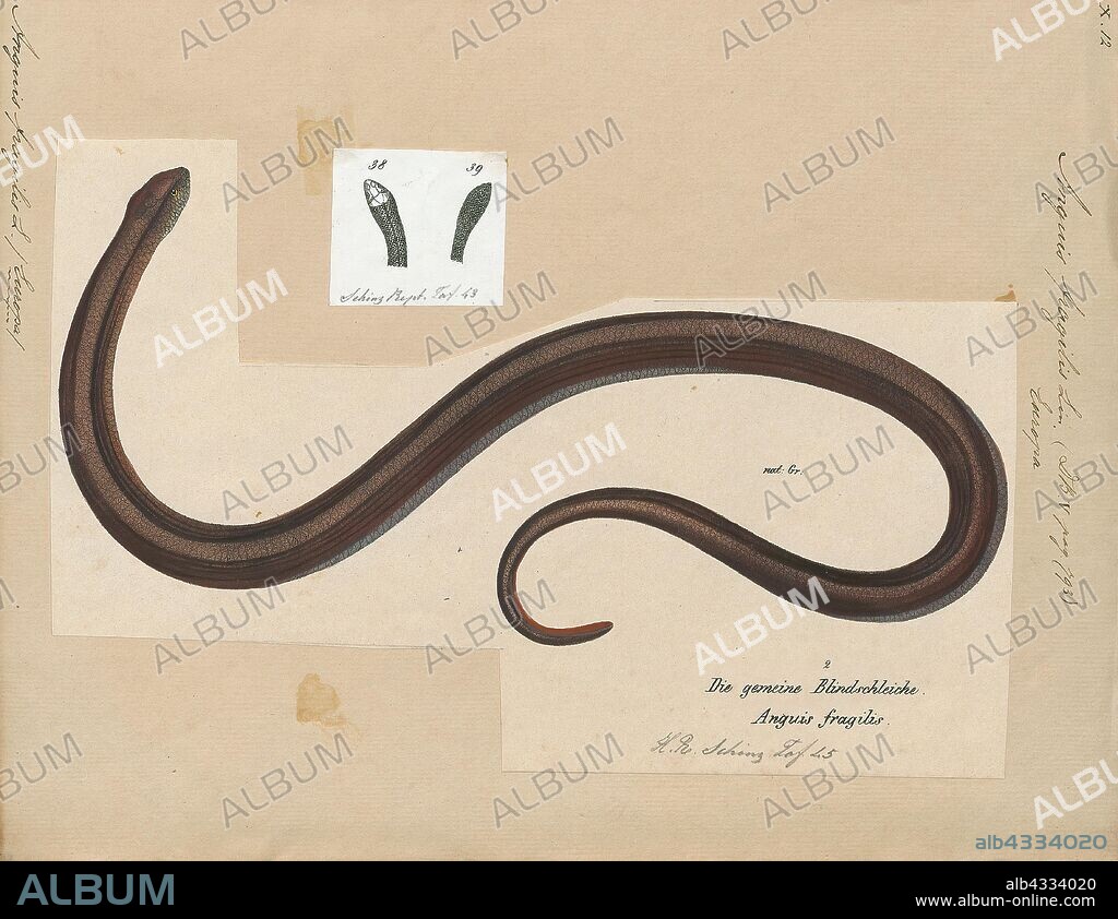 Anguis fragilis, Print, Anguis fragilis is a reptile native to Eurasia. It is also called a deaf adder, a slowworm, a blindworm, or regionally, a long-cripple, to distinguish it from the Peloponnese slowworm. These legless lizards are also sometimes called common slowworms. The "blind" in blindworm refers to the lizard's small eyes, similar to a blindsnake (although the slowworm's eyes are functional)., 1700-1880.