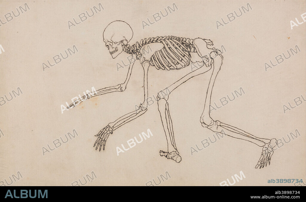 GEORGE STUBBS. A Comparative Anatomical Exposition of the Structure of the Human Body with that of a Tiger and a Common Fowl: Human Skeleton, Lateral View. Date/Period: 1795 to 1806. Drawing. Pen with iron gall ink, and graphite on cream, thin, slightly textured, wove paper laid on cream, moderately thick, moderately textured, wove paper. Height: 324 mm (12.75 in); Width: 473 mm (18.62 in).