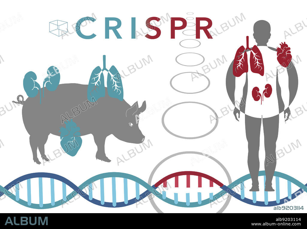 CRISPR in xenotransplantation, illustration. CRISPR is being used to edit the DNA (deoxyribonucleic acid) of pigs, so that their organs can be used for human organ transplant. 62 DNA sequences must be edited in the animal's genome to make this procedure safe.