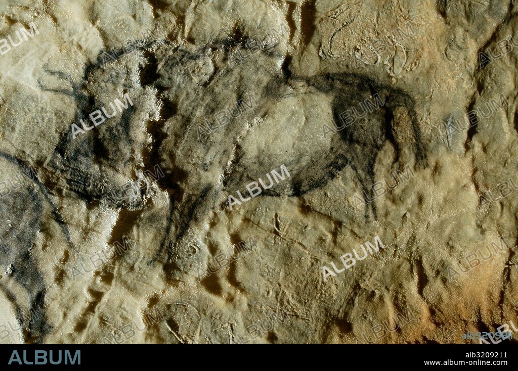 CUEVA DE SANTIMAMIÑE. PINTURAS. CONJUNTO DE ANIMALES CONTORNEADOS EN NEGRO. DETEALLES DEL BISONTE.  VIZCAYA, PAIS VASCO, ESPAÑA.