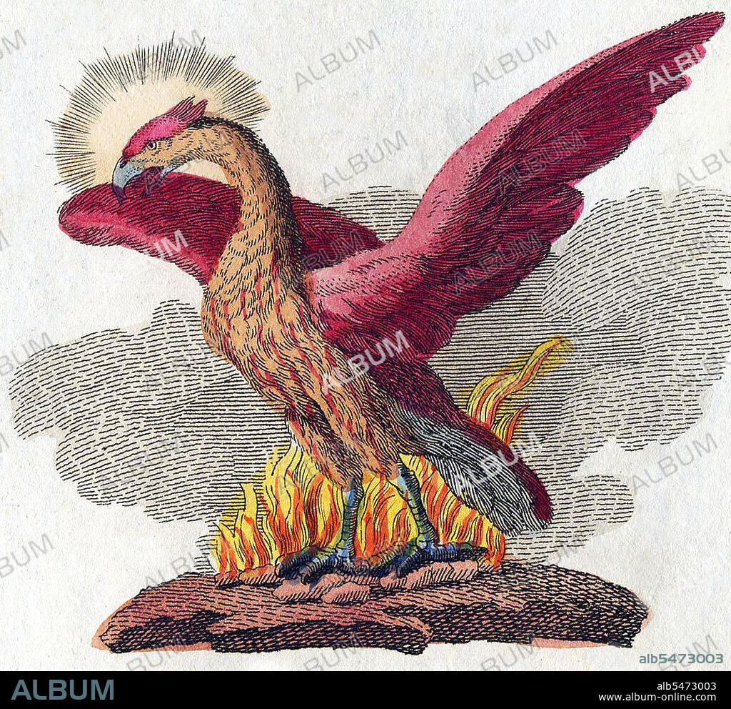 The phoenix is a mythical sacred firebird that can be found in the mythologies of the Persians, Greeks, Romans, Egyptians, Chinese, and (according to Sanchuniathon) Phoenicians. A phoenix is a mythical bird that is a fire spirit with a colorful plumage and a tail of gold and scarlet (or purple, blue, and green according to some legends). It has a 500 to 1000 year life-cycle, near the end of which it builds itself a nest of twigs that then ignites; both nest and bird burn fiercely and are reduced to ashes, from which a new, young phoenix or phoenix egg arises, reborn anew to live again. The new phoenix is destined to live as long as its old self. In China and Vietnam, the Fenghuang is a mythical bird similar to the phoenix. It is the second most-respected legendary creature (after the dragon), largely used to represent the empress and females, and as such as the counterpart to the Chinese dragon, traditionally seen as masculine or imperial. The phoenix is considered the greatest and the leader of birds.