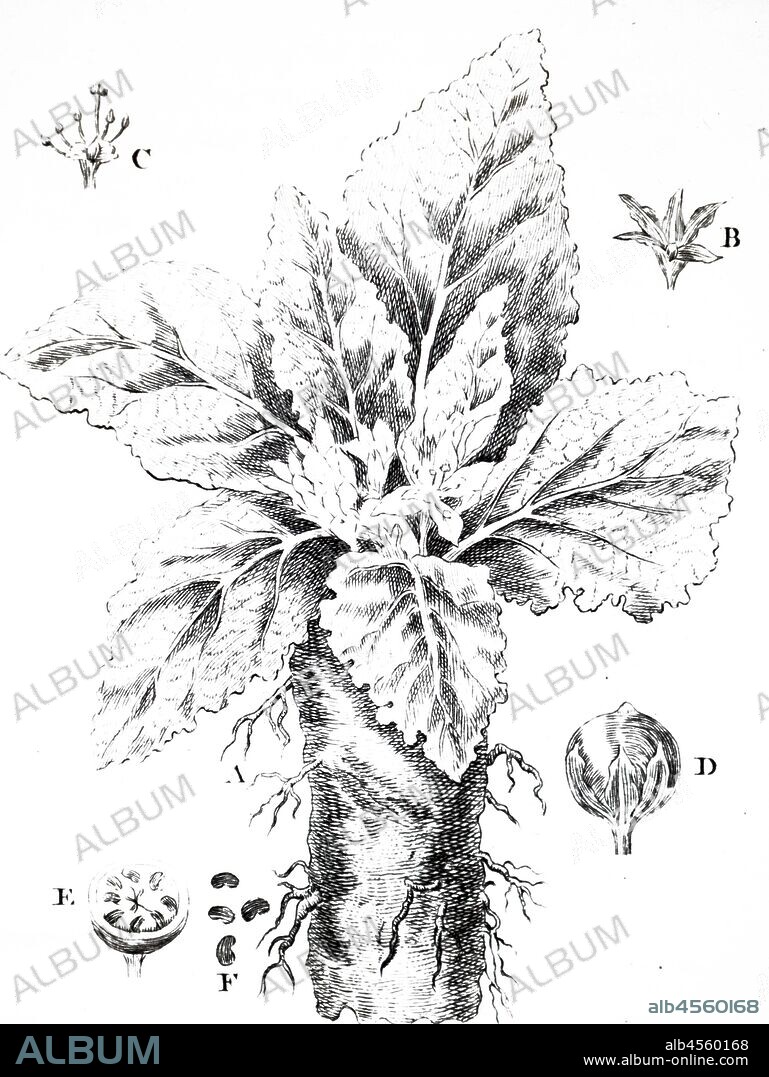 An engraving depicting MANDRAKE. From Francois Rozier Course Complete d'Agriculture, Paris, 1793. A mandrake is the root of a plant, historically derived either from plants of the genus Mandragora found in the Mediterranean region, or from other species, such as Byronia alba, the English mandrake, which have similar properties. Because mandrakes contain deliriant hallucinogenic tropane alkaloids and the shape of their roots often resembles human figures, they have been associated with a variety of superstitious practices throughout history.