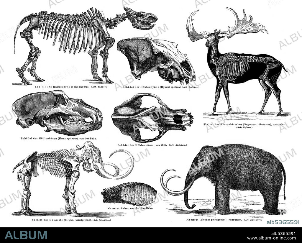 Historical graphic representation, animals and skeletons form the Pleistocene period in Earth's history, mammoth, giant deer, cave bear, cave hyena, Rinocerus tichorhinus, 19th Century, from Meyers Konversations-Lexikon encyclopaedia, 1890