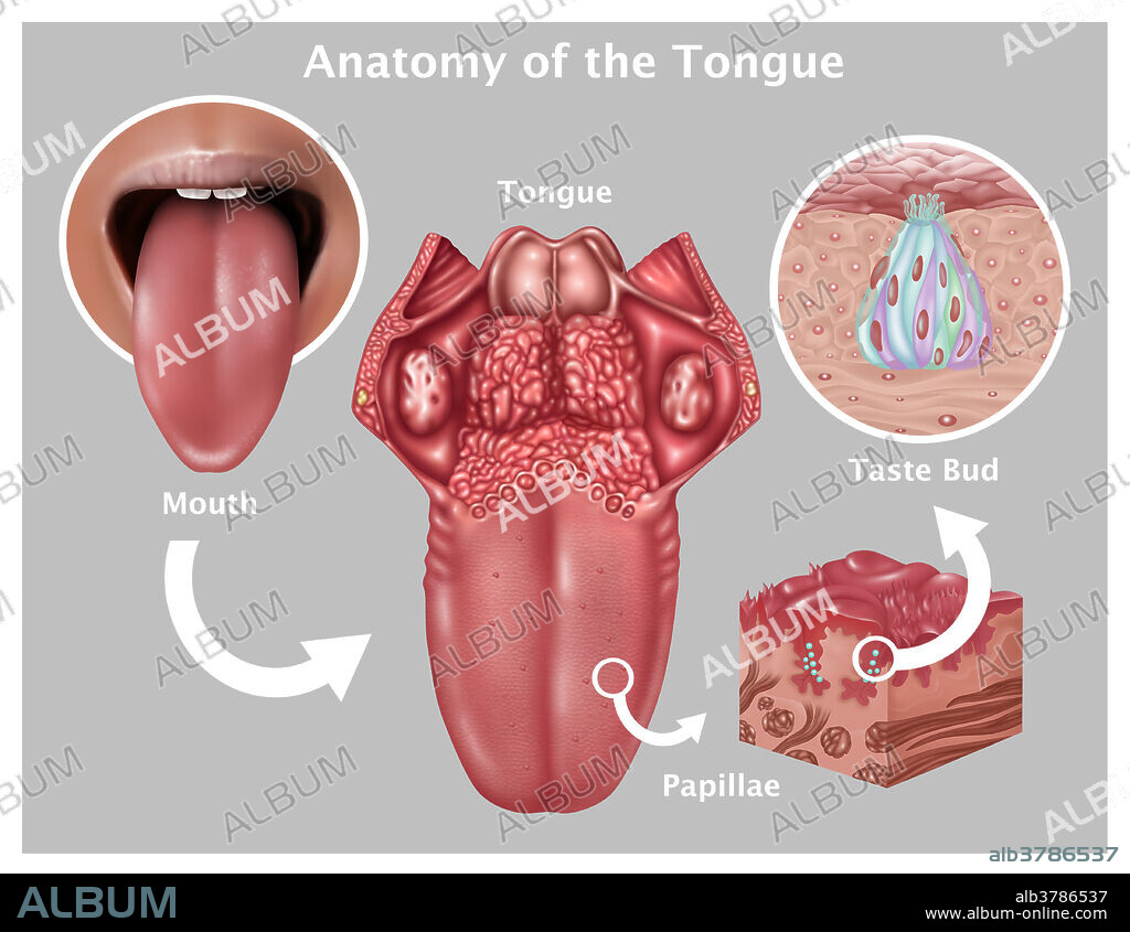 Illustration depicting the anatomy of taste. At the middle is an image of the tongue highlighting the papillae. Inset at right are a detailed close ups of papillae (bottom inset) and the structure of a taste bud (top inset). Papillae found on the base of the tongue include: circumvallate (or vallate) papilla, fungiform papilla, foliate papilla, and filiform papilla.
