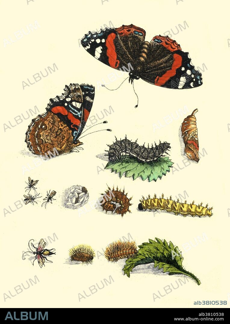 The metamorphosis of the Red Admiral (Vanessa atalanta), showing the caterpillar, eggs, early and late instar, chrysalis, and butterfly. The caterpillar feeds on nettles, and the adult drinks from flowering plants like the Buddleia and overripe fruit. Illustration by Maria Sibylla Merian (1647-1717) from her book "Metamorphosis insectorum Surinamensium (Insects of Surinam)." Maria Sibylla Merian was a German-born naturalist and scientific illustrator. After living in the Dutch colony of Surinam for two years, she published her major work, Insects of Surinam, in 1705, for which she became famous. Because of her careful observations and documentation of the metamorphosis of the butterfly, she is considered among the most significant contributors to the field of entomology. Merian was one of the first naturalists to observe insects directly. The pursuit of her work in Surinam was an unusual endeavor, especially for a woman. Scientific expeditions at this period of time were not common, and Merian's unofficial, self-funded expedition raised many eyebrows. She succeeded, however, in discovering a whole range of previously unknown animals and plants in the interior of Surinam.