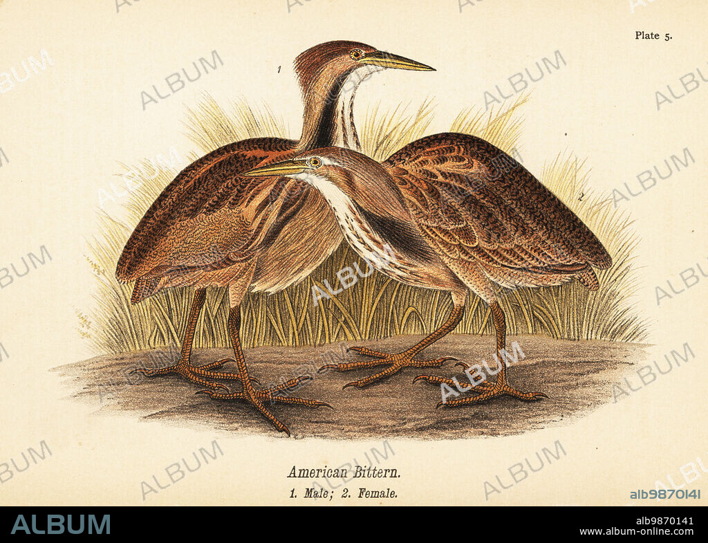 American bittern, Botaurus lentiginosus, male 1, female 2. Chromolithograph after an ornithological illustration by John James Audubon from Benjamin Harry Warrens Report on the Birds of Pennsylvania, E.K. Mayers, Harrisburg, 1890.