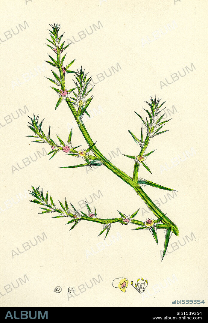 Salsola Kali; Prickly Saltwort.