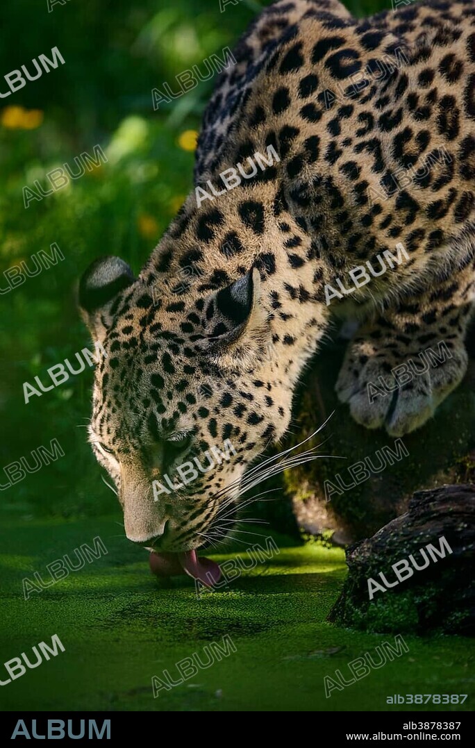 Persian leopard (panthera pardus saxicolor) drinking, captive, occurs in Southwest Asia and Iran, endangered species.