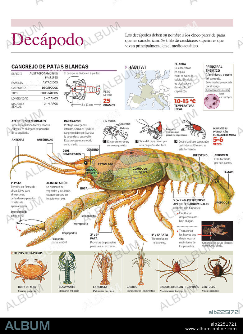 Decapod - Album alb2251721