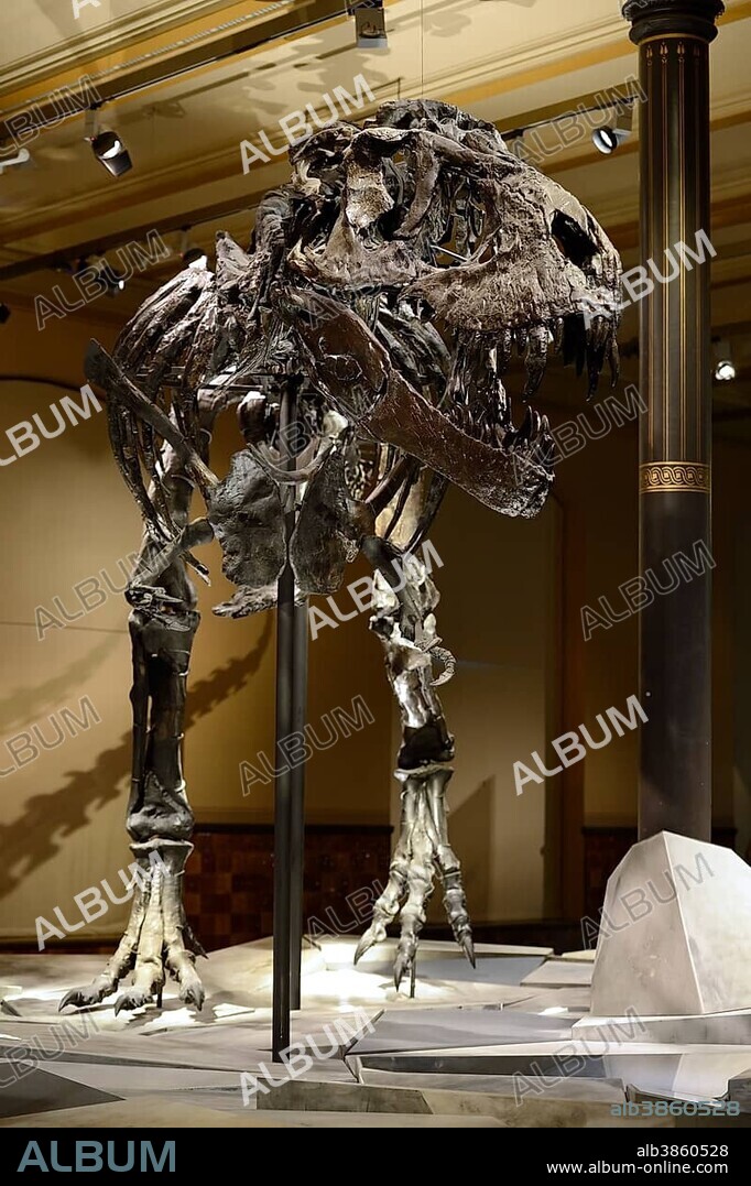 The far best preserved skeleton of Tyrannosaurus rex or T. rex, Tristan Otto, Naturkundemuseum, Natural history museum, Berlin, Germany, Europe.