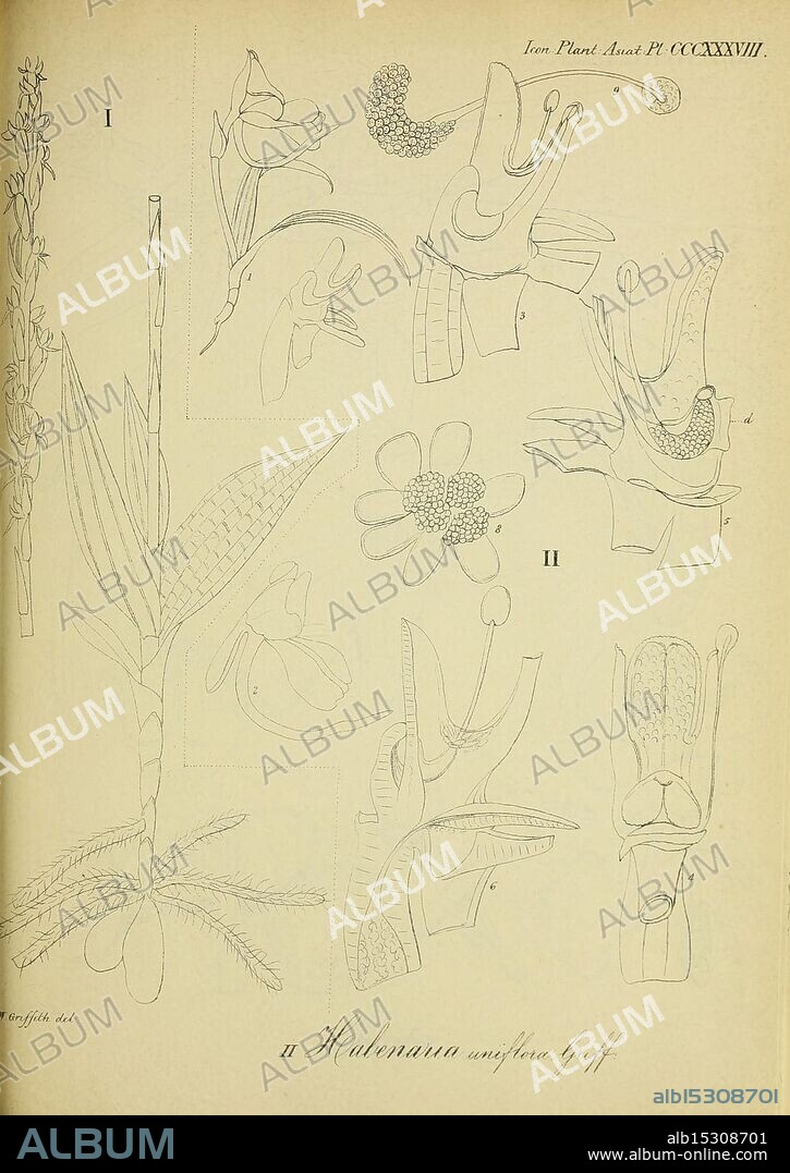 Icones plantarum asiaticarum, Calcutta, Bishop's College Press, 1847-54, Asia, Botany, Diplomeris pulchella, This composition features a series of botanical illustrations, showcasing various plant forms and structures. Detailed representations of flowers, leaves, and unique plant features are arranged across the layout, each numbered for reference. The intricate designs highlight the diversity of plant anatomy, including elements like petals, stems, and reproductive parts, emphasizing the beauty and complexity of the natural world. The artwork reflects both scientific observation and artistic interpretation, capturing the essence of flora in a meticulous and elegant manner.
