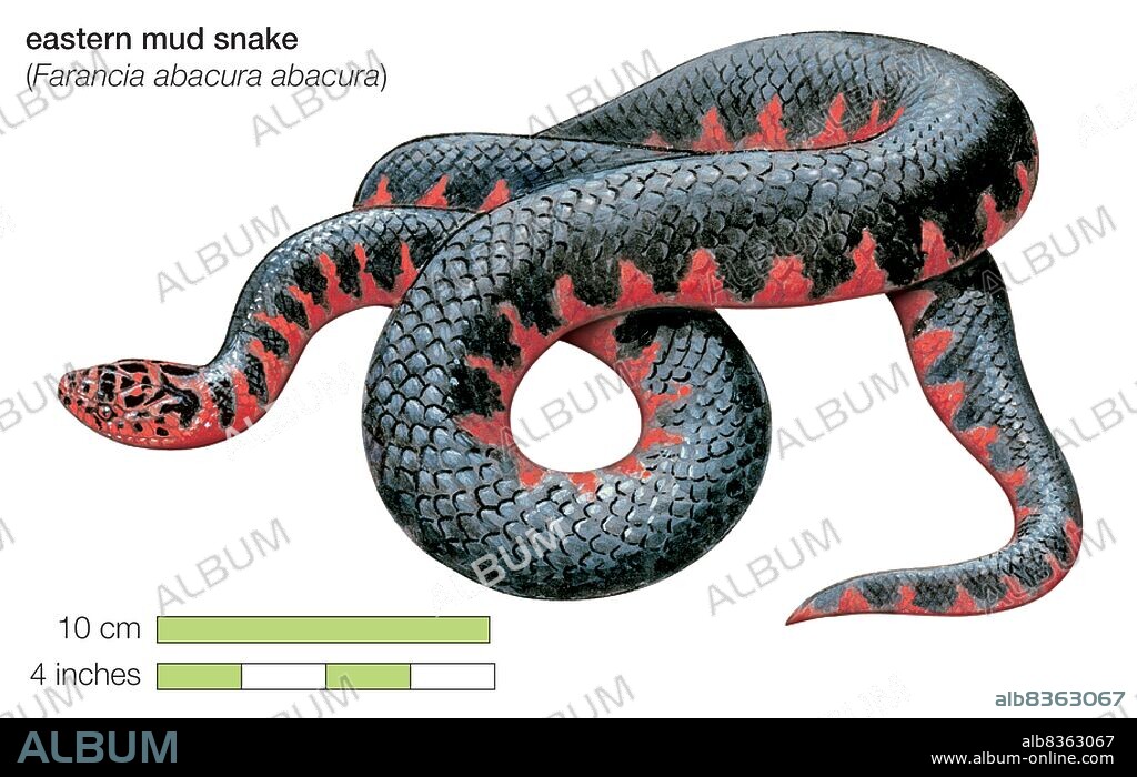 Eastern mud snake (Farancia abacura abacura).